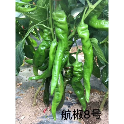 厂家批发 航椒8号大螺丝椒 10g/袋图4