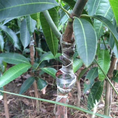 芒果苗嫁接果树苗金煌芒桂七四季蜜芒苗南方种植当年结果盆栽地栽图3