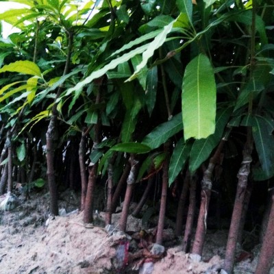 芒果苗嫁接果树苗金煌芒桂七四季蜜芒苗南方种植当年结果盆栽地栽图2