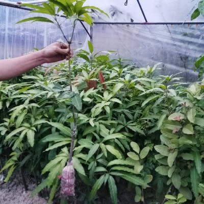 芒果苗嫁接果树苗金煌芒桂七四季蜜芒苗南方种植当年结果盆栽地栽图4