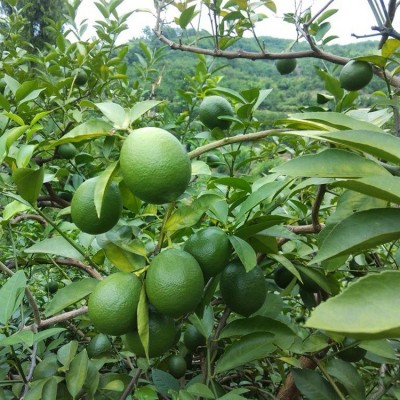 柠檬苗嫁接果树苗四季结果树苗地栽盆栽庭院植物南方种植当年结果图2