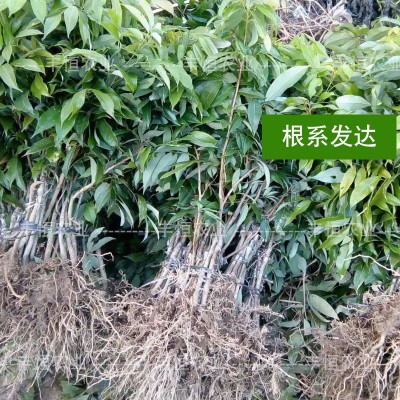 广西桂味荔枝苗嫁接苗南方种植庭院果树妃子笑无核荔枝果树苗图3