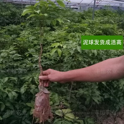 广西桂味荔枝苗嫁接苗南方种植庭院果树妃子笑无核荔枝果树苗图2