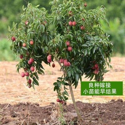 广西桂味荔枝苗嫁接苗南方种植庭院果树妃子笑无核荔枝果树苗图4
