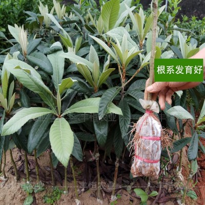 大五星枇杷苗 嫁接苗果树苗当年结果南方种植庭院盆栽枇杷果树苗图2