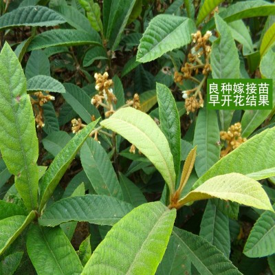 大五星枇杷苗 嫁接苗果树苗当年结果南方种植庭院盆栽枇杷果树苗图3