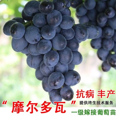 高甜摩尔多瓦葡萄苗庭院爬藤果树苗北方南方种植当年结果葡萄树苖图3