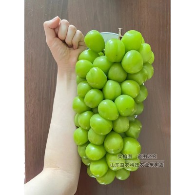 葡萄树苖嫁接阳光玫瑰日本香印晴王抗性强5bb砧木贝达3309葡萄苗图3