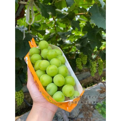 葡萄树苖嫁接阳光玫瑰日本香印晴王抗性强5bb砧木贝达3309葡萄苗图2