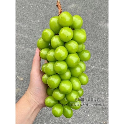葡萄树苖嫁接阳光玫瑰日本香印晴王抗性强5bb砧木贝达3309葡萄苗图4