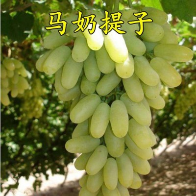 马奶提子葡萄苗无籽葡萄树苗青无籽葡萄无籽青提苗盆栽地栽图3