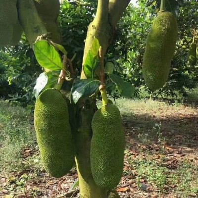 海南特产树菠萝蜜新鲜水果木波罗蜜当季黄肉菠萝蜜包邮图2