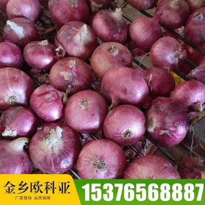 出口洋葱编织网袋 新鲜农家自种蔬菜洋葱 紫皮洋葱头圆葱现货批发图3