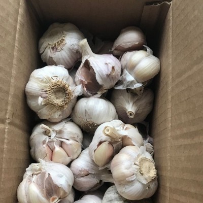 供应出口大蒜 出口红蒜 蒜头2kg/件 28元/件 2件起批图4