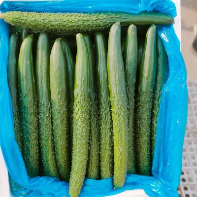 黄瓜 当季现摘新鲜黄瓜农家自种蔬菜小青瓜带刺长黄瓜新鲜蔬菜图3