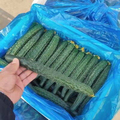 黄瓜 当季现摘新鲜黄瓜农家自种蔬菜小青瓜带刺长黄瓜新鲜蔬菜图4