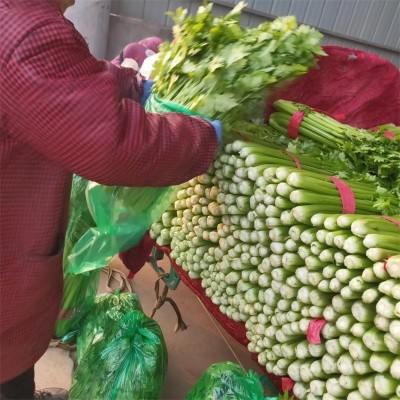 芹菜 云南高山西芹新鲜水果西芹榨汁西芹现摘芹菜香芹新鲜蔬菜图3