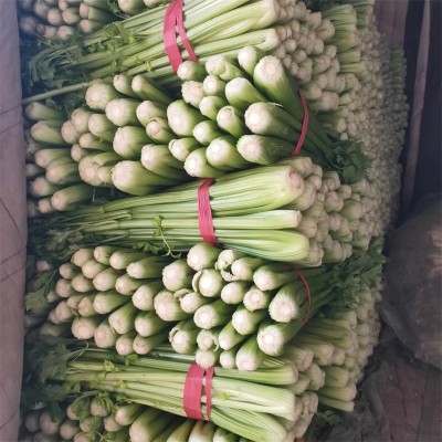 芹菜 云南高山西芹新鲜水果西芹榨汁西芹现摘芹菜香芹新鲜蔬菜图2