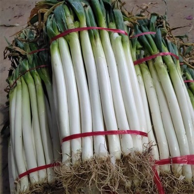 大葱新鲜甜葱铁杆大葱蔬菜新鲜大葱脆甜香葱大葱图2