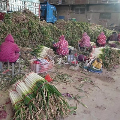 大葱新鲜甜葱铁杆大葱蔬菜新鲜大葱脆甜香葱大葱图5