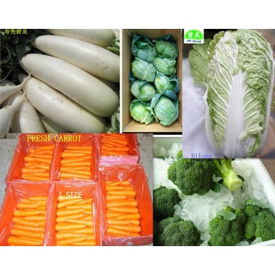 大量供应中国应季保鲜蔬菜大白菜包菜甘蓝高丽菜出口品质价格优惠图2