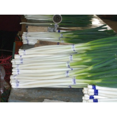 常年大量供应新季节保鲜大葱（山东寿光）图3