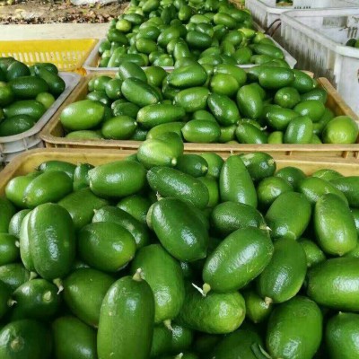 海南无籽香水柠檬台湾子弹头长条奶茶店专用柠檬5斤整箱一件代发图3