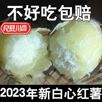 正宗板栗薯红皮白心红薯新鲜番薯白瓤山芋白肉栗子粉糯面地瓜红薯图2