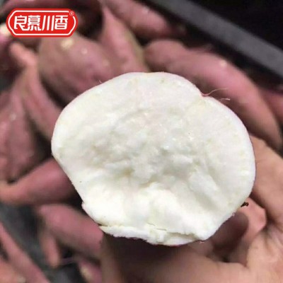 正宗板栗薯红皮白心红薯新鲜番薯白瓤山芋白肉栗子粉糯面地瓜红薯图4