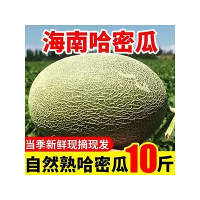 海南哈密瓜10斤当季新鲜水果一整箱网纹甜瓜孕妇西州蜜瓜香瓜包邮