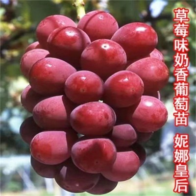 山东供应妮娜皇后嫁接葡萄苗（0.5以上一级苗）优质妮娜公主葡萄图2
