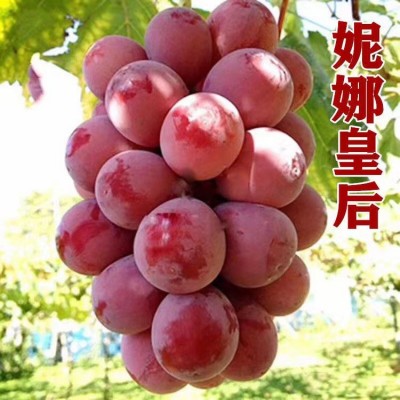 山东供应妮娜皇后嫁接葡萄苗（0.5以上一级苗）优质妮娜公主葡萄图3