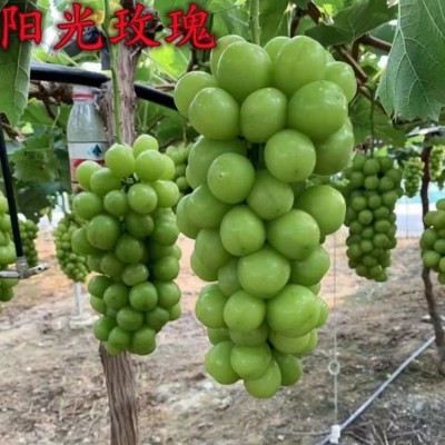 优质阳光玫瑰扦插苗厂家直供一级0.4山东阳光玫瑰葡萄苗纯度高图4