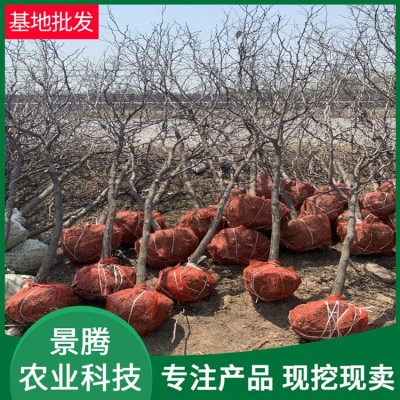 基地出售枣树苗 味甜丰产抗寒庭院种植 枣树苗盆栽 冬枣树苗