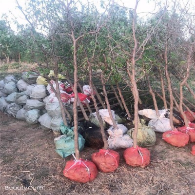 基地出售枣树苗 味甜丰产抗寒庭院种植 枣树苗盆栽 冬枣树苗图4