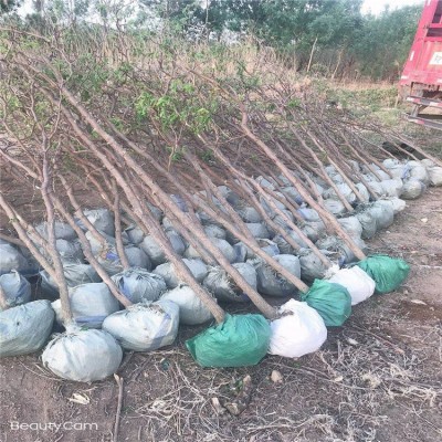 基地出售枣树苗 味甜丰产抗寒庭院种植 枣树苗盆栽 冬枣树苗图2