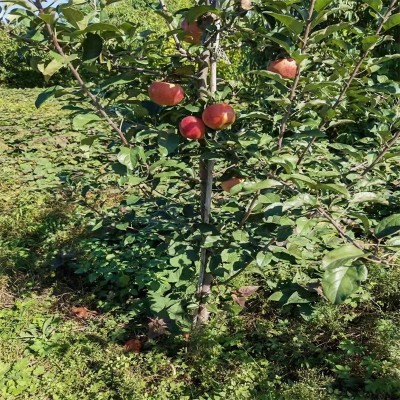 基地供应苹果苗 当年结果苹果苗 盆栽庭院种植苹果树苗图3