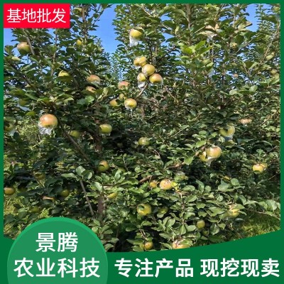 基地供应苹果苗 当年结果苹果苗 盆栽庭院种植苹果树苗图2