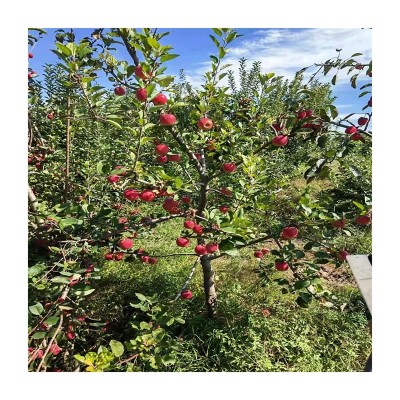 基地供应苹果苗 当年结果苹果苗 盆栽庭院种植苹果树苗图5