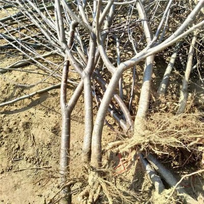基地供应苹果苗 当年结果苹果苗 盆栽庭院种植苹果树苗图4