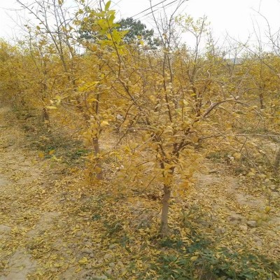 石榴树苗 当年结果 软籽石榴树苗 4公分 5公分以上大石榴树苗图2