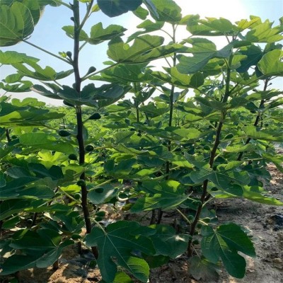 基地出售无花果树苗当年结果 金傲芬 波姬红等品种无花果树图3