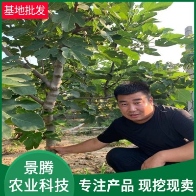 基地出售无花果树苗当年结果 金傲芬 波姬红等品种无花果树