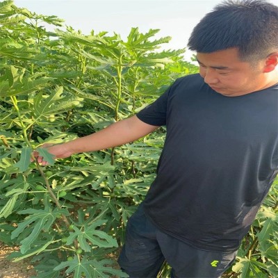 基地出售无花果树苗当年结果 金傲芬 波姬红等品种无花果树图2