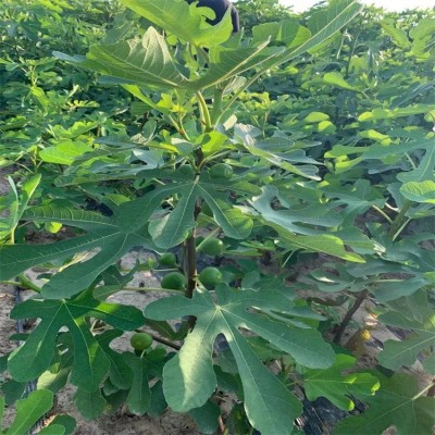 基地出售无花果树苗当年结果 金傲芬 波姬红等品种无花果树图4