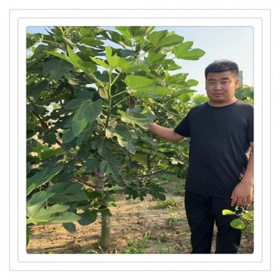 基地出售无花果树苗当年结果 金傲芬 波姬红等品种无花果树图5