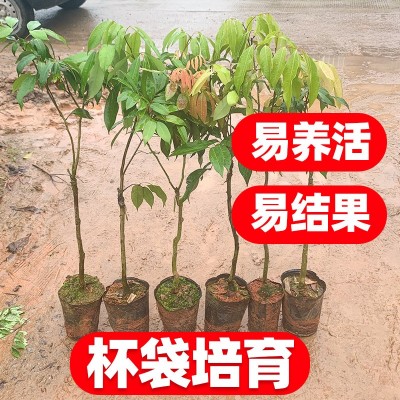 2年荔枝树苗嫁接妃子笑荔枝苗无核荔枝桂味糯米糍荔枝苗当年结果图2