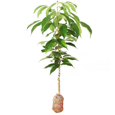 2年荔枝树苗嫁接妃子笑荔枝苗无核荔枝桂味糯米糍荔枝苗当年结果图5