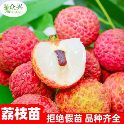 2年荔枝树苗嫁接妃子笑荔枝苗无核荔枝桂味糯米糍荔枝苗当年结果图4