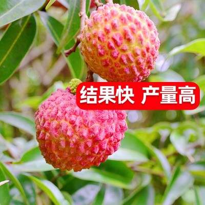 2年荔枝树苗嫁接妃子笑荔枝苗无核荔枝桂味糯米糍荔枝苗当年结果图3